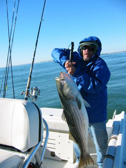 Giant Striped Bass